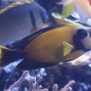 Chocolate Surgeonfish/ Acanthurus pyroferus