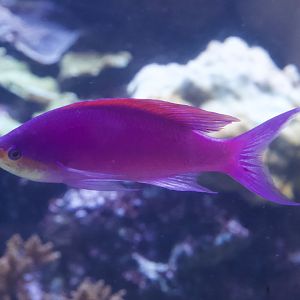Yellowstriped Fairy Basslet/ Pseudanthias tuka