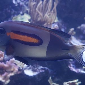 Orangespot Surgeonfish/ Acanthurus olivaceus