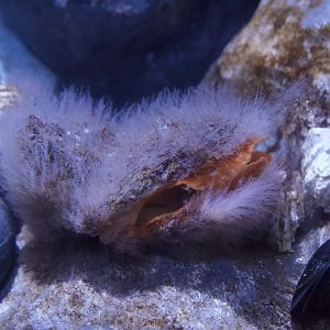 Rock Scallop/ Crassadoma gigantea