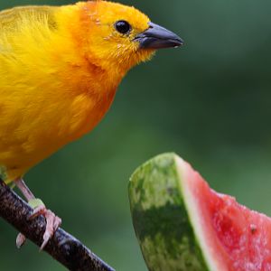 Taveta Golden Weaver