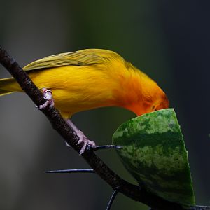 Taveta Golden Weaver