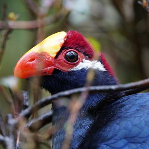 Violet Turaco