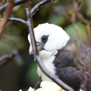 White Headed Buffalo Weaver