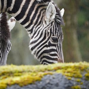Plains Zebra
