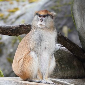 Patas Monkey