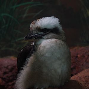 Laughing Kookaburra