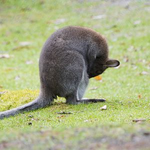Wallaby