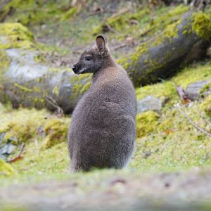 Wallaby