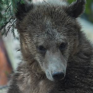 Brown Bear (cub)