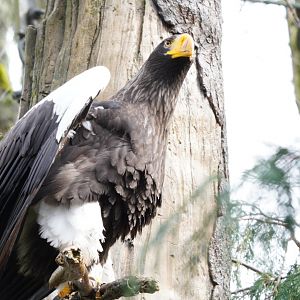 Stellar's Sea Eagle