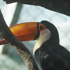 Toco Toucan