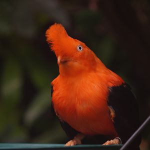 Andean Cock-of-the-rock