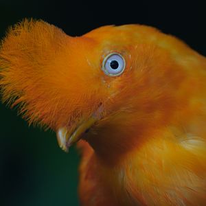 Andean Cock-of-the-rock