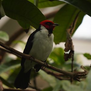 Red-capped Cardinal