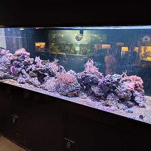 Refurbished Caribbean reef aquarium