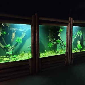 Refurbished piranha aquarium
