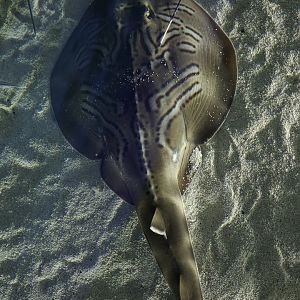 Eastern Fidder Ray/ Trygonorrhina fasciata