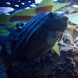 Lumpfish/ Cyclopterus lumpus