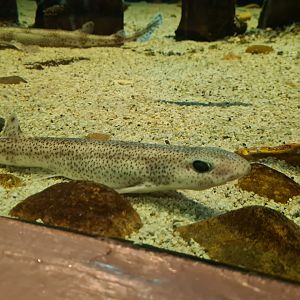 Wadden tank - Young Small-spotted catshark