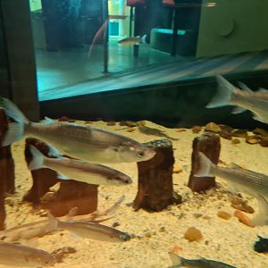 Wadden tank - Thicklip grey mullets