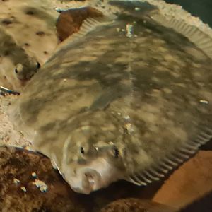Wadden tank - Flatfish