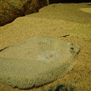 Beach tank - Large plaice (slightly wounded)