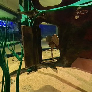 Beach tank - Shipwreck