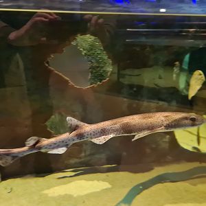 Beach tank - Small-spotted catshark