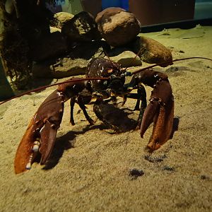 Beach tank - European lobster