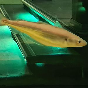 Beach tank - Whiting