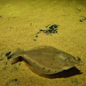 Beach tank - European flounder
