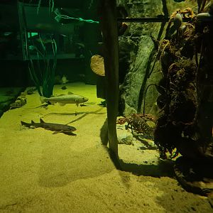 Beach tank - Multiple species