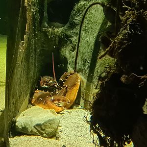 Beach tank - European lobster