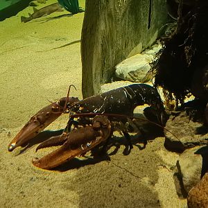 Beach tank - European lobster