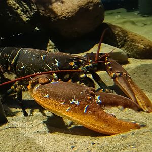 Beach tank - European lobster