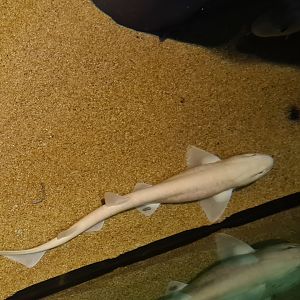 Beach tank - Albino (!!!) small-spotted catshark
