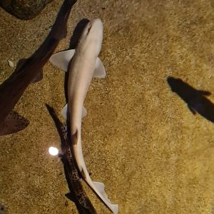 Beach tank - Albino (!!!) small-spotted catshark