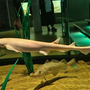 Beach tank - Albino (!!!) small-spotted catshark