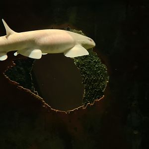 Beach tank - Albino (!!!) small-spotted catshark