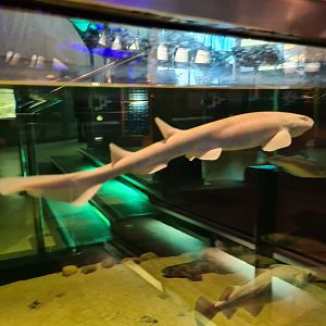 Beach tank - Albino (!!!) small-spotted catshark