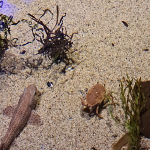 Shark tank - Small-spotted catshark and Edible crab