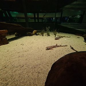 Shark tank - Interior