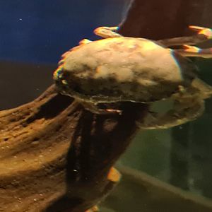 Shark tank - Edible crab