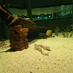 Shark tank - Interior