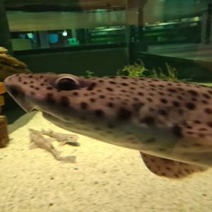 Shark tank - Nursehound