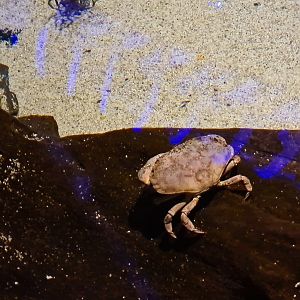 Shark tank - Edible crab