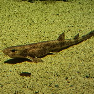 Shark tank - Nursehound