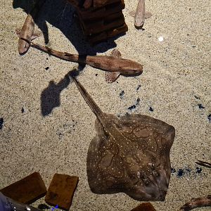Shark tank - Undulate ray, Nursehound