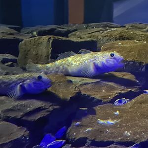 Dike tank - Round goby